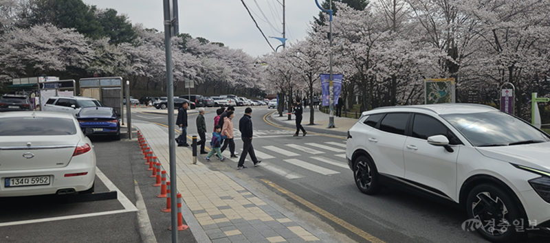 이천 설봉공원, 벚꽃과 다양한 봄꽃으로 물들다