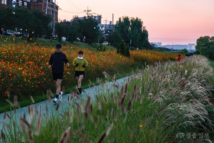 20260916 - 노을빛 따라 걷는 가을… 수크령·갈대·황화코스모스 물결1.jpg
