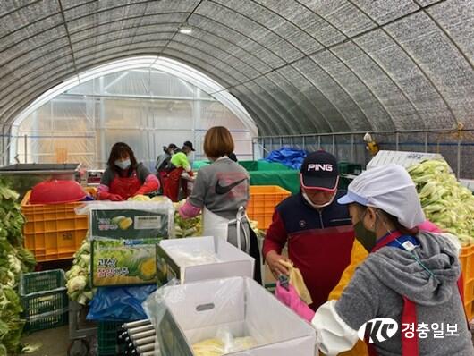 [포토]북한이탈주민 절임배추 농가 찾아 생산적 일손봉사